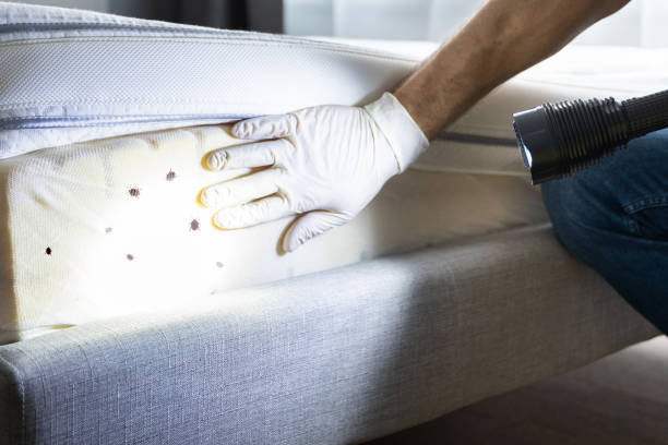 Best Ant Control Services  in Homestead Meadows North, TX