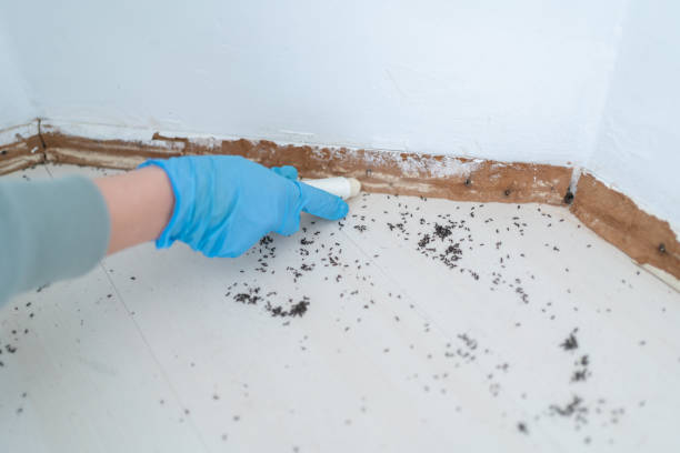 Best Emergency Pest Control  in Homestead Meadows North, TX